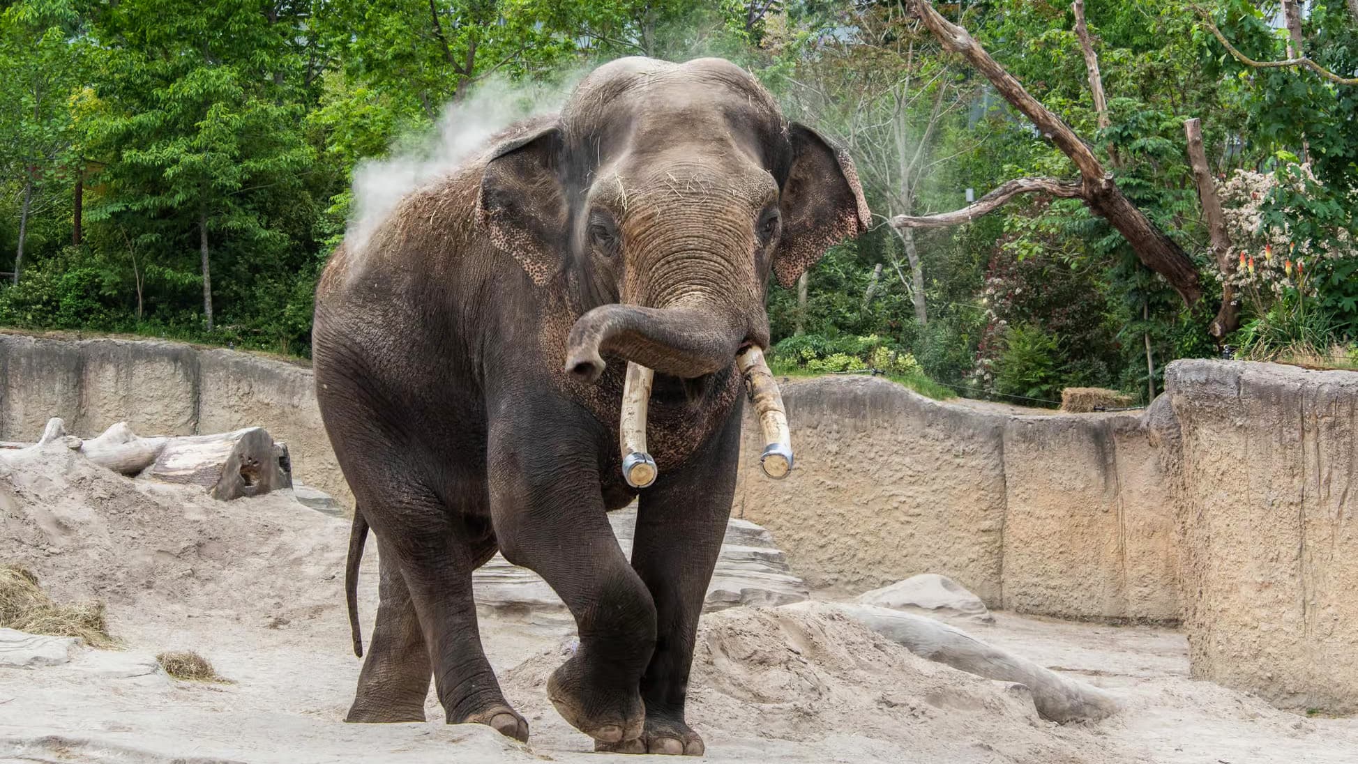 Emmen Zoo – Tickets + Hotelaufenthalt Inklusive foto 1